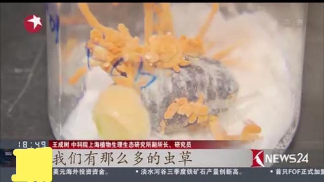 从广西“达妮”出落成“蛹虫草皇”