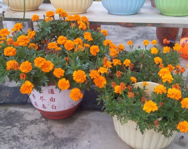 什么植物驱蚊种家里最好,家里养什么植物好驱蚊