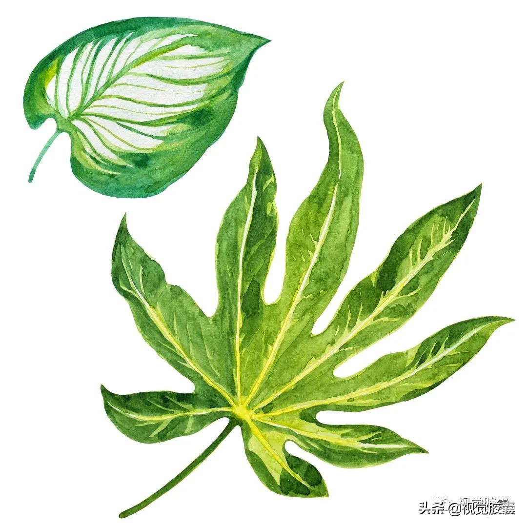 乡村蔬菜大棚的设计,蔬菜精美设计图片