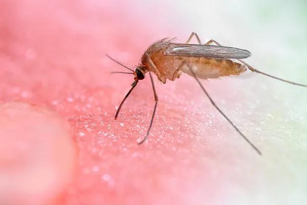 虫咬性皮炎怎么消除家里的虫子,虫咬性皮炎能不能吃复方双花片