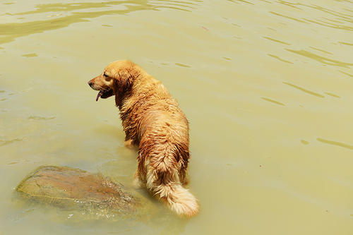 狗狗乱叫怎么教狗狗安静,狗狗乱叫怎么训练边牧