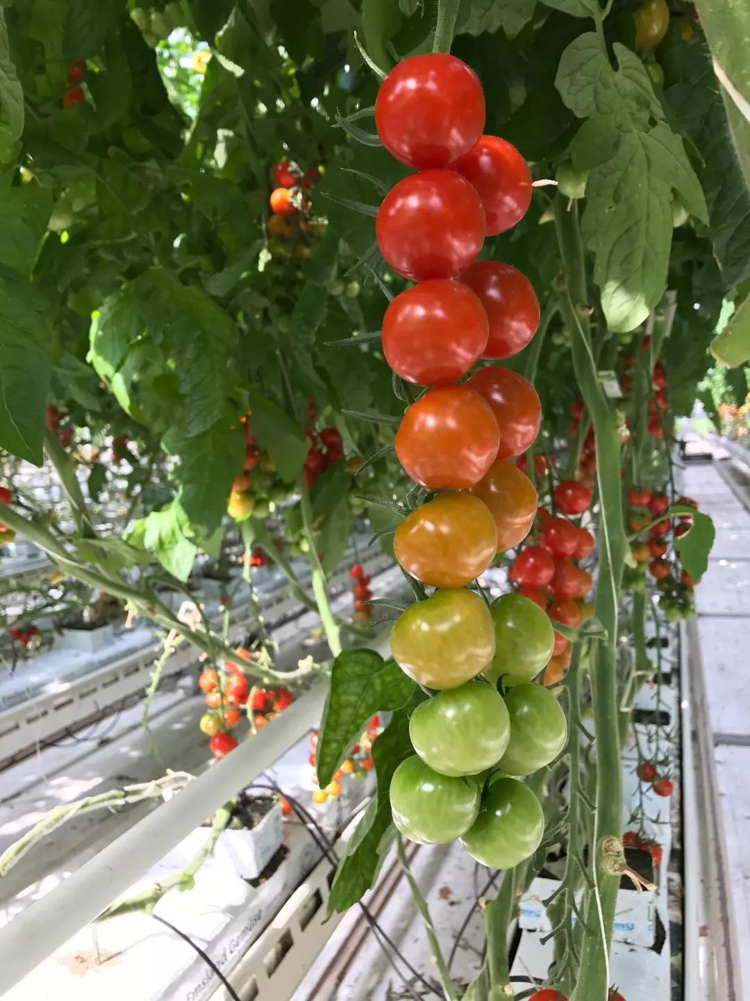 建一座完全不打药的生态花园,所有生命在这里和谐共处,值得收藏