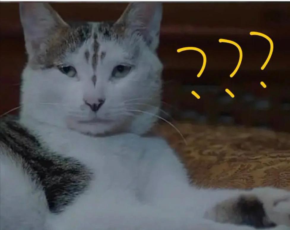 盘点猫咪高能名场面 (猫咪10大最萌镜头)