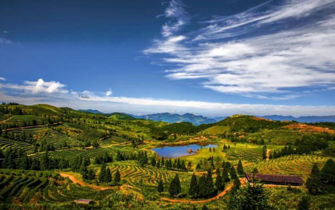 竹林被韩国申遗成功了吗,全球唯一申遗的古茶山