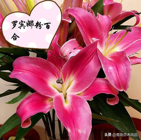 小白开花店应该先怎么入手,小白开花店从哪里做起