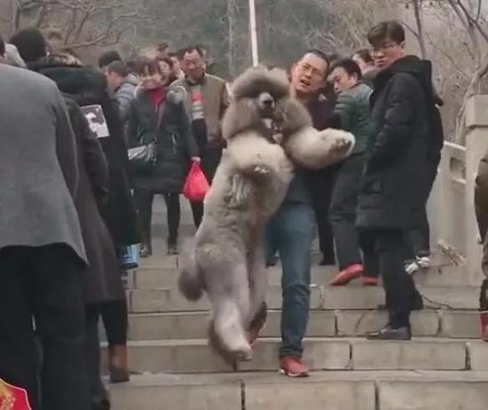 巨型犬抱女主人原视频后续,巨型贵宾犬太粘人天天要抱