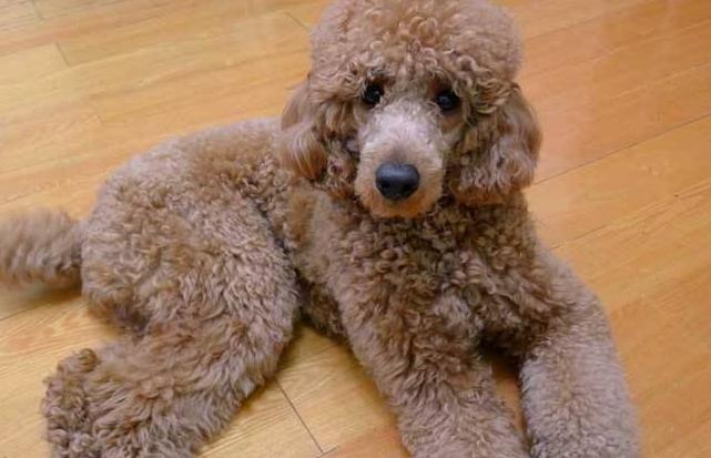 巨型贵宾犬好养吗,巨型贵宾犬多少钱一只灰色的卷毛