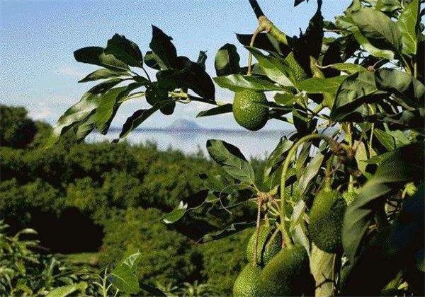 牛油果种植技术与条件图片,牛油果口感水分很大