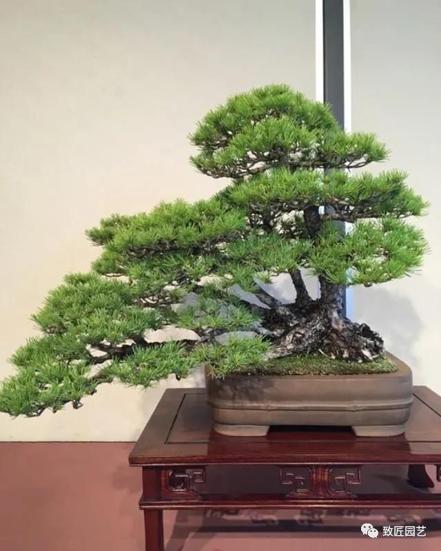 打算做盆景行业怎样入行,想做盆景生意怎么入手