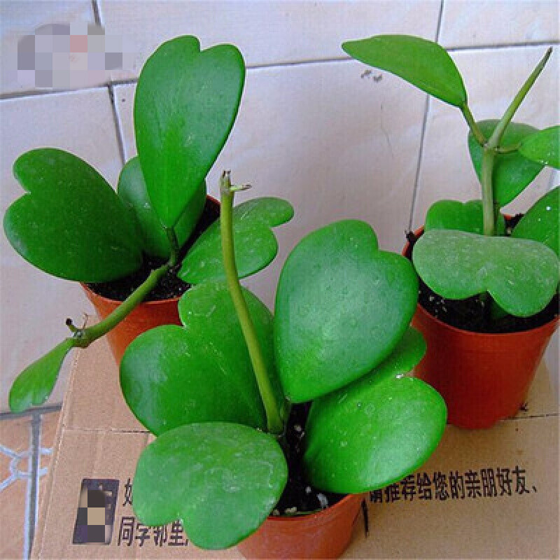 好养的盆栽花卉大全,人养花花