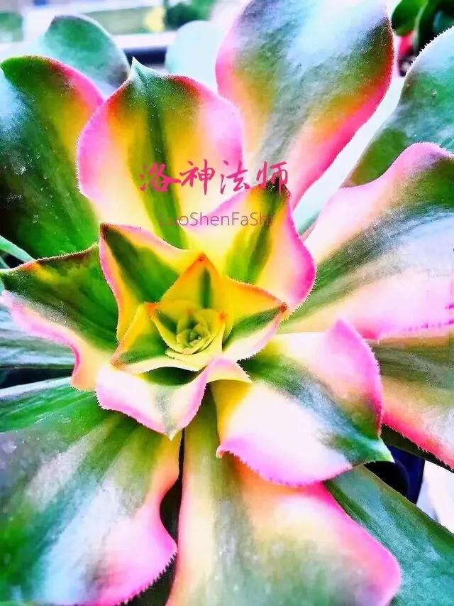 多肉法师韶羞现在能摘心吗,多肉法师欧紫跟韶羞的对比图