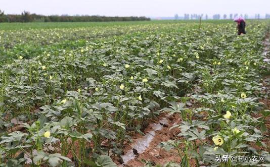 农村种植什么赚钱不愁销路,农村最赚钱的种植创业项目有哪些