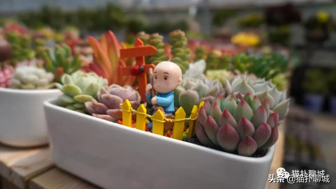 聊城最便宜的花卉批发,聊城附近的花卉市场