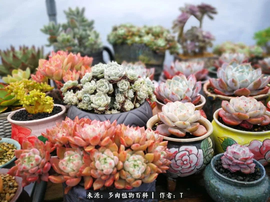 多肉还可以这样玩(上):八年养肉路剪影!