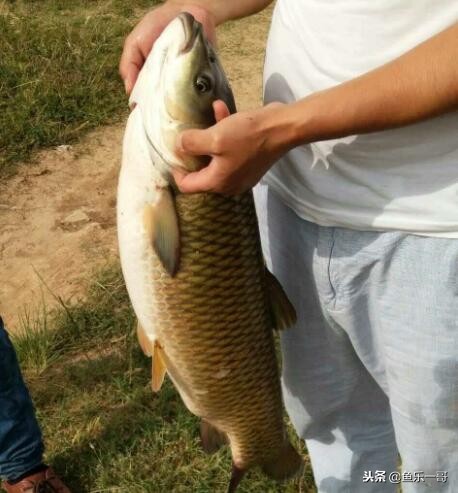 钓鱼拉饵挂饵的正确方法,野钓拉饵的正确方法和技巧
