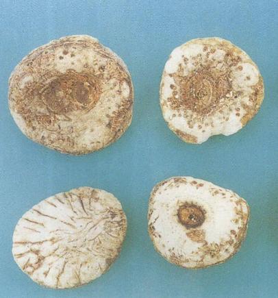 老中医可以给孩子起名吗,用中药名字给孩子取名可以吗