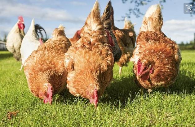 鸡鸭鹅病用药配方,鸡鸭鹅喂什么药可预防多种疾病