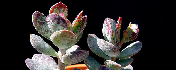 多肉水泡系列的养殖方法,多肉长颈鹿水泡叶插