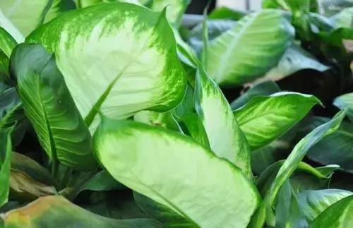 宝宝误食家里养的植物叶子,孩子误食有毒植物
