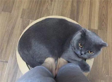 看到自家猫心情都会很好,这样的猫你会想养一只吗