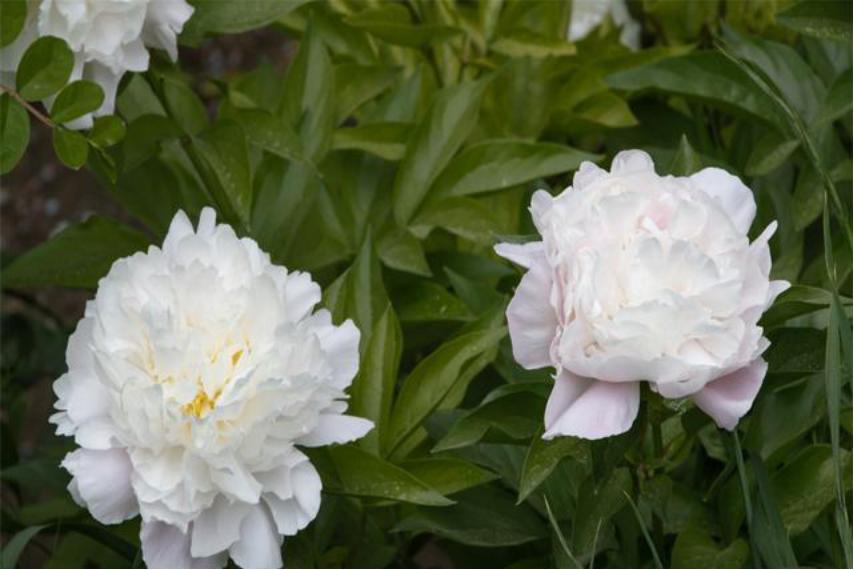 芍药花如何养殖和管理视频,芍药花栽培与养殖视频教学下载