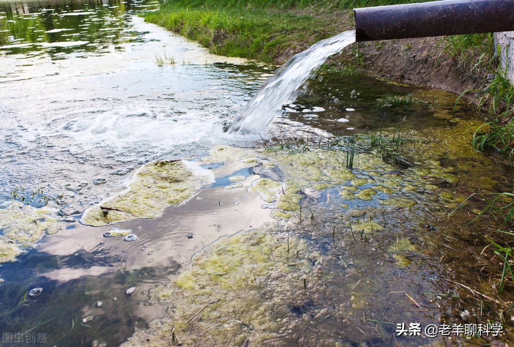 长出白斑！恒河鳖被宠到自然老死而泛滥，中国吃货能解决吗？