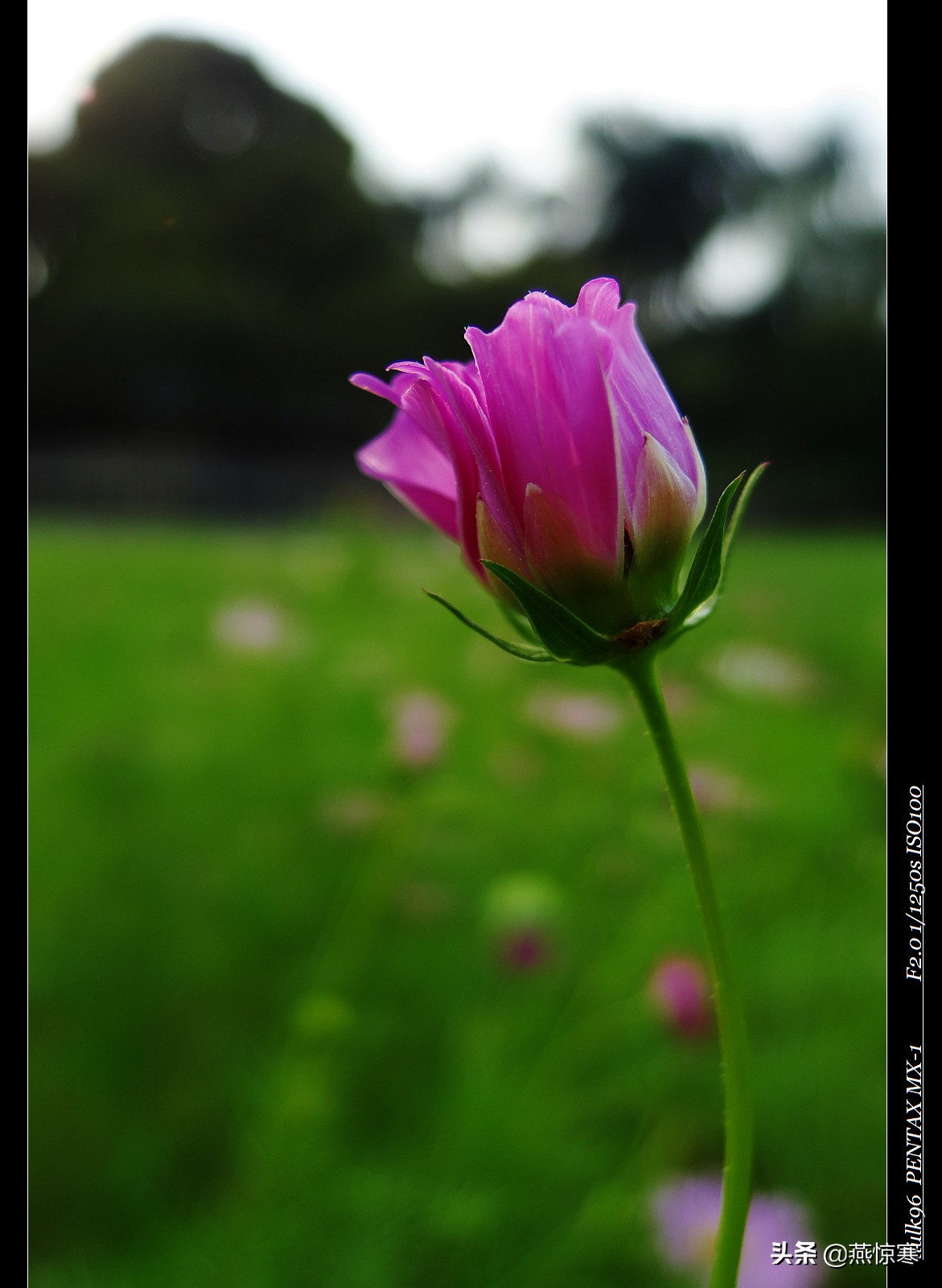 宾得理光镜头通用吗,宾得理光手动镜头推荐