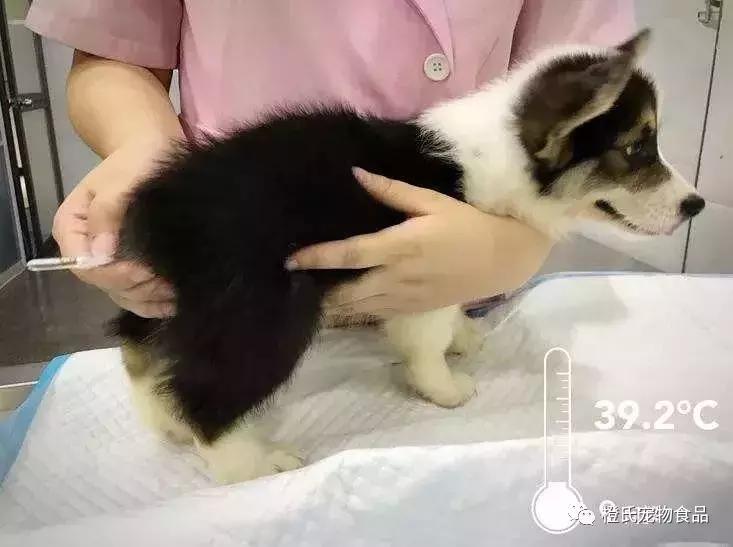 给狗狗测体温的正确方法,在医院给狗狗量体温