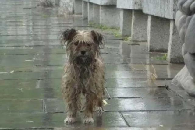 流浪狗1分钟片段,流浪狗认真看完很感动