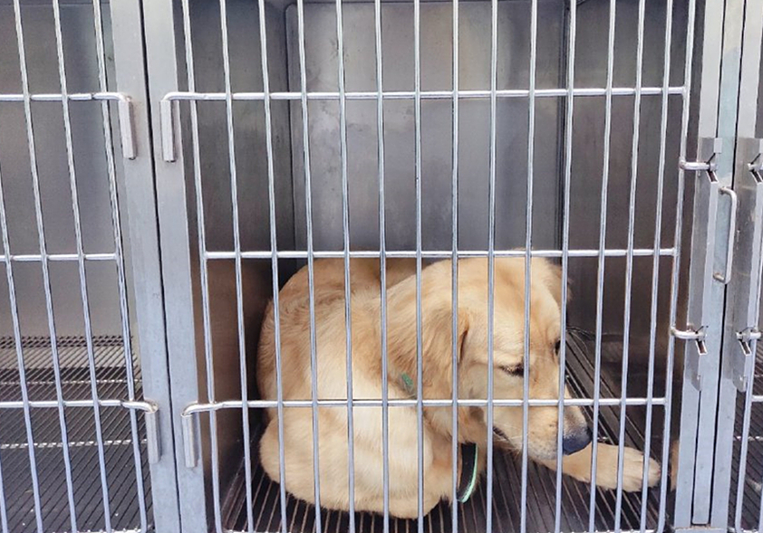 狗狗息肉不明显需要处理吗,狗狗眼睛长了息肉保守治疗