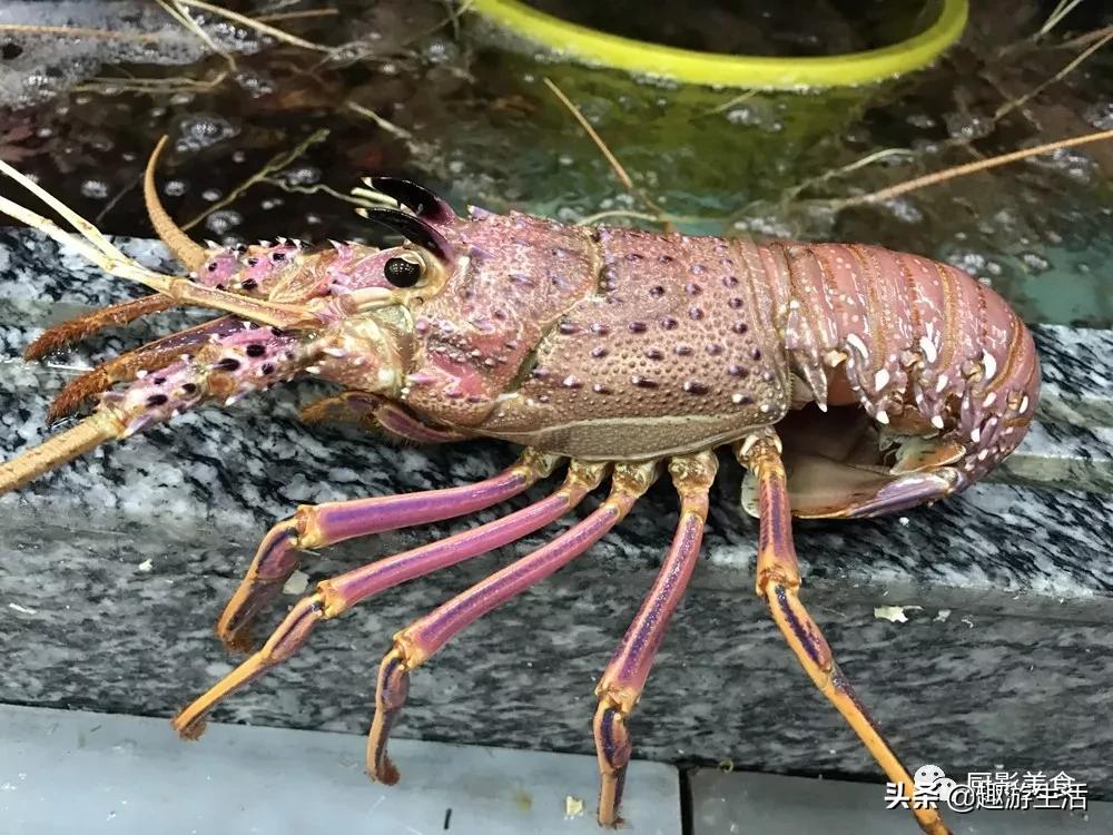 世界上的各种龙虾,世界上最大龙虾