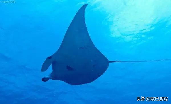 马尔代夫海底体验,马尔代夫海洋深度