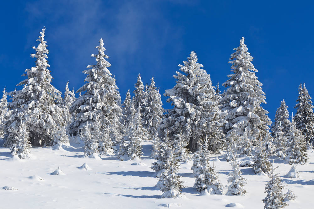 松树都分为哪些松,松和松树的区别