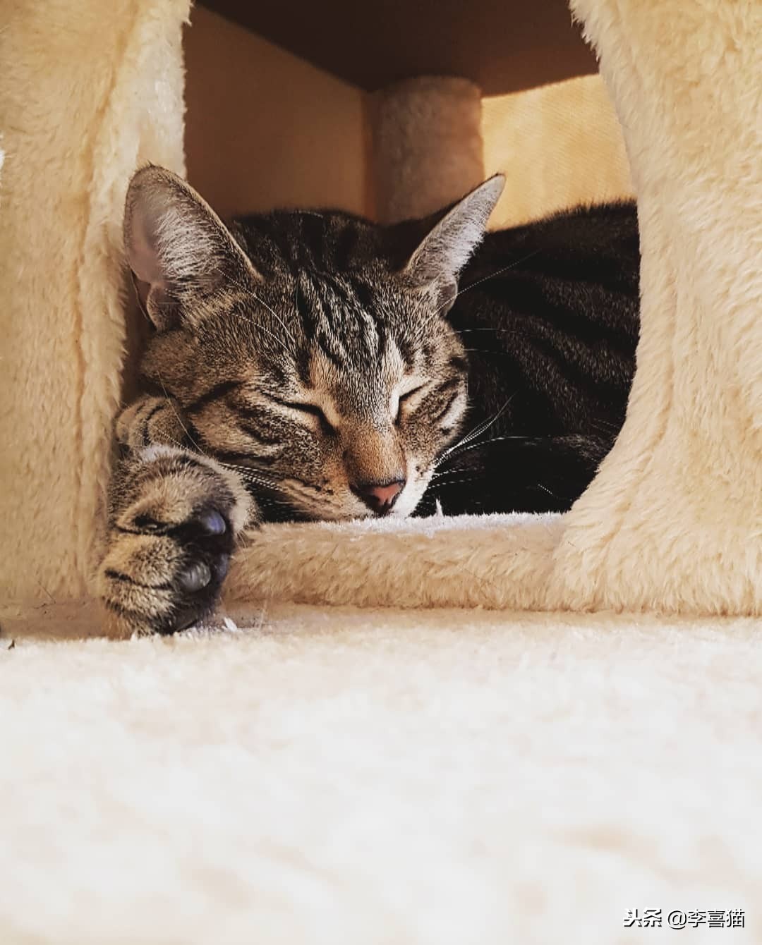 猫咪怀孕铲屎官要怎么办,怀孕期间猫咪要做哪些检查