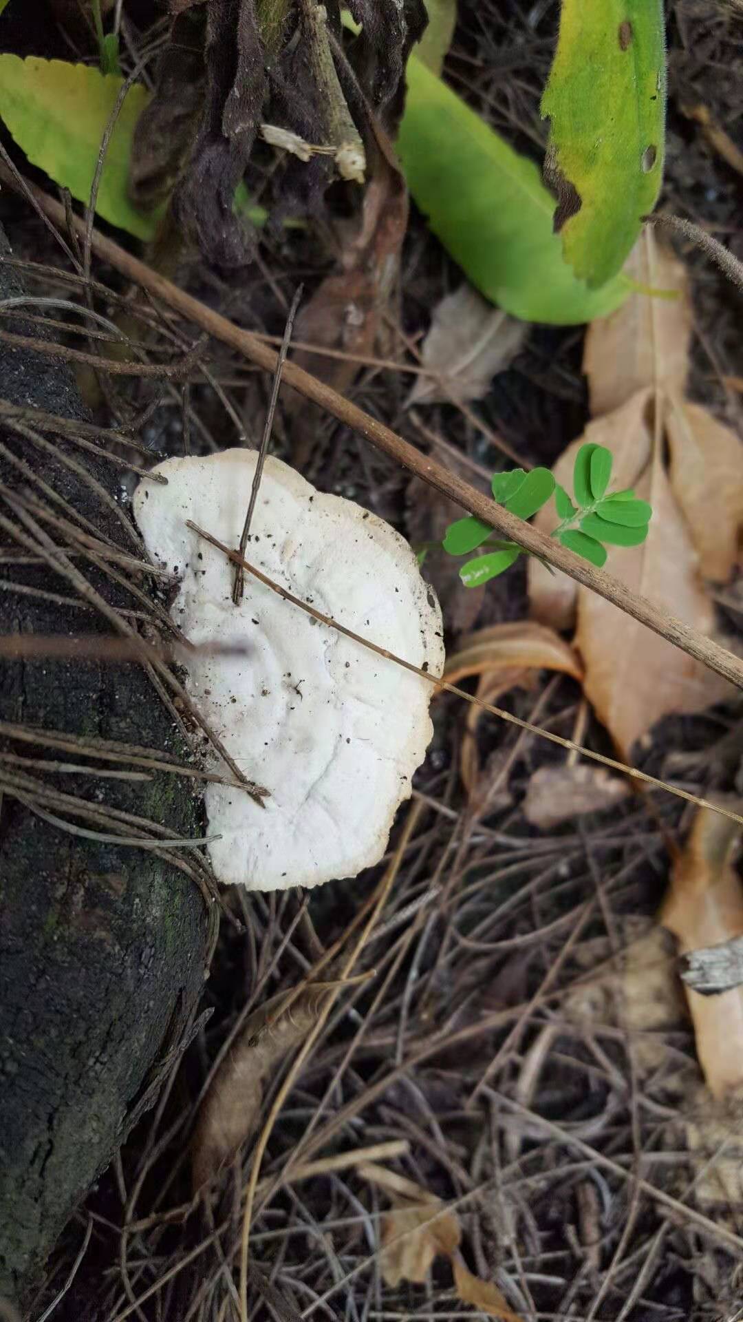 种灵芝生虫了用什么杀虫剂,灵芝生虫了还可以煲汤吗