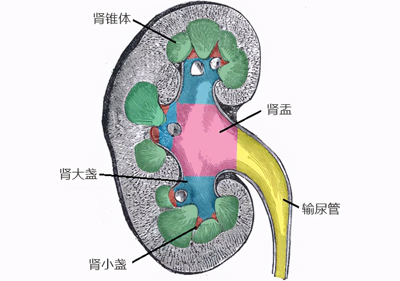 早期肾癌治愈率几乎是100以上,恶性早期肾癌能治愈吗