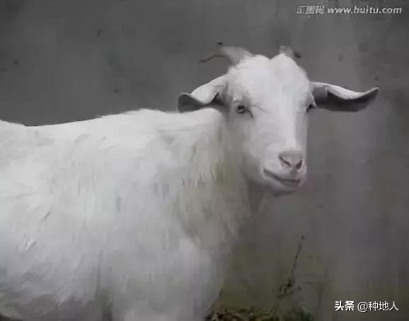 羊粪有机肥制作全过程,羊粪和秸秆如何制有机肥