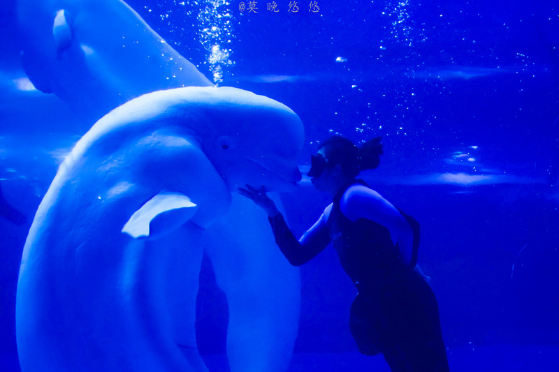 海洋极地海洋世界攻略,正佳极地海洋世界白鲸海象
