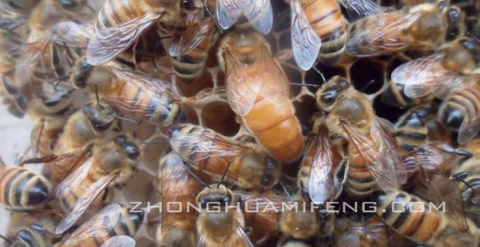 蜜蜂合群的最佳方法,蜜蜂养殖实用技术