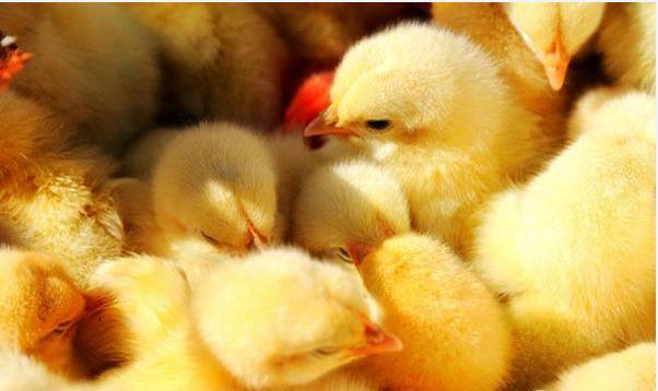 小鸡拉泡沫稀粪怎么治疗,养鸡宝典免费版