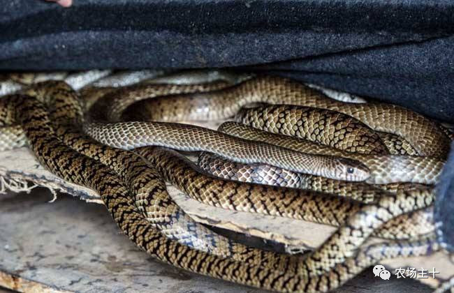 从沿街乞讨到身家亿万，“特养教父”32年的农业路堪称一部传奇史