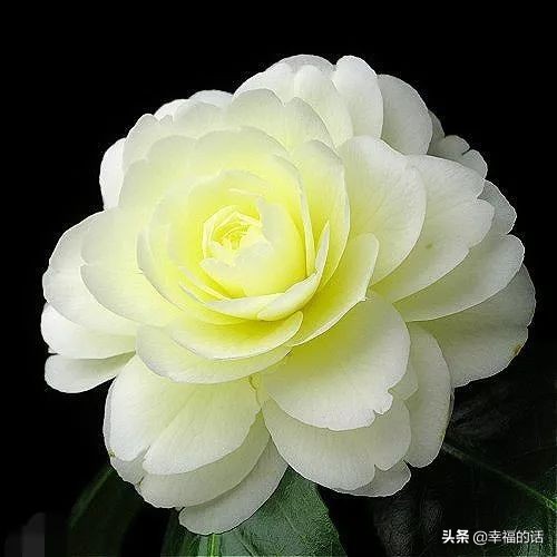 中国十大名花图片及花语,山茶花是中国十大名花吗