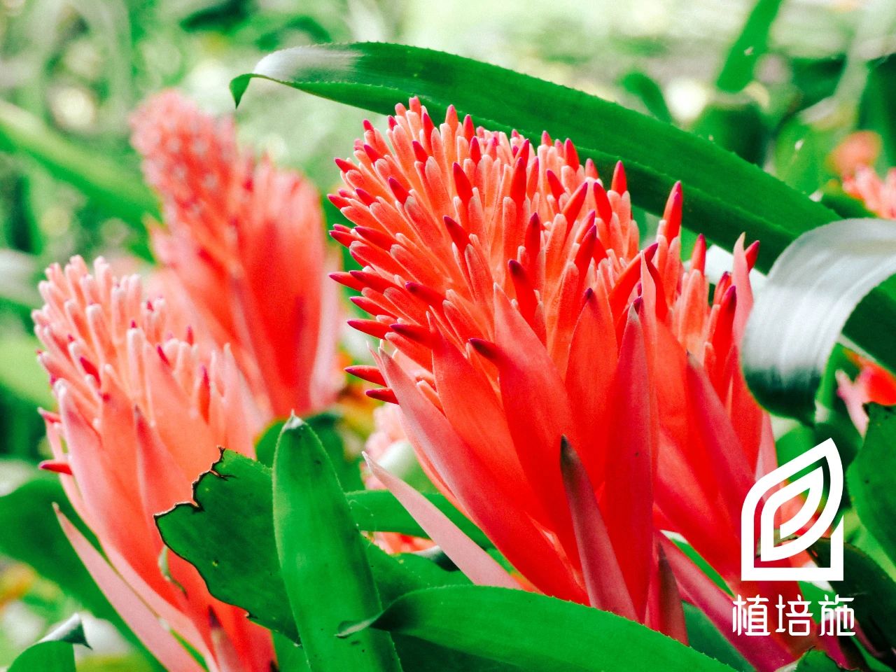 水塔花冬季怎么养护,水塔花冬季养护