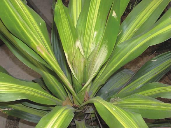 花卉受了冻害怎么挽救,庭院花卉病虫害如何防治