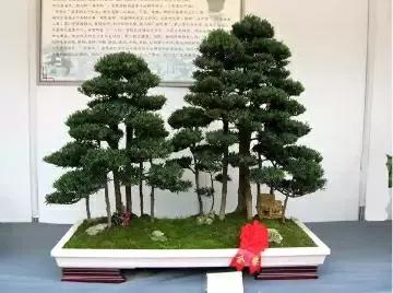 想做盆景的可以做什么,想做盆景有前途吗