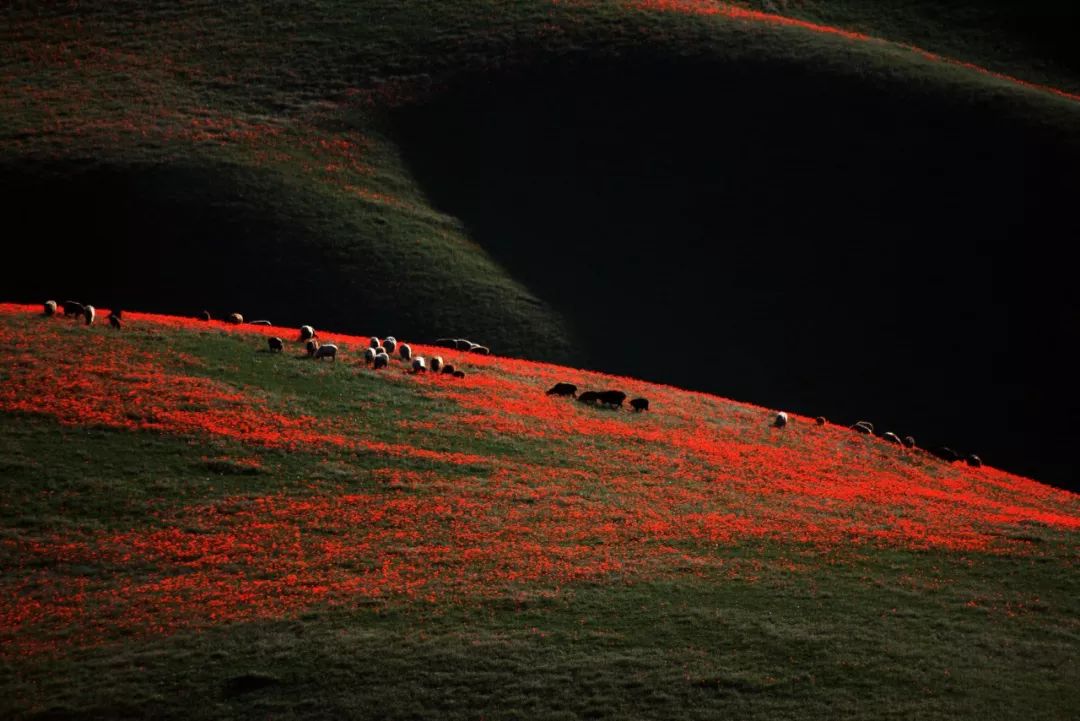 涓嶈兘鍘诲鍦扮殑鐞嗙敱,浜旂浜轰笉鑳藉幓鐤嗗唴鏃呮父