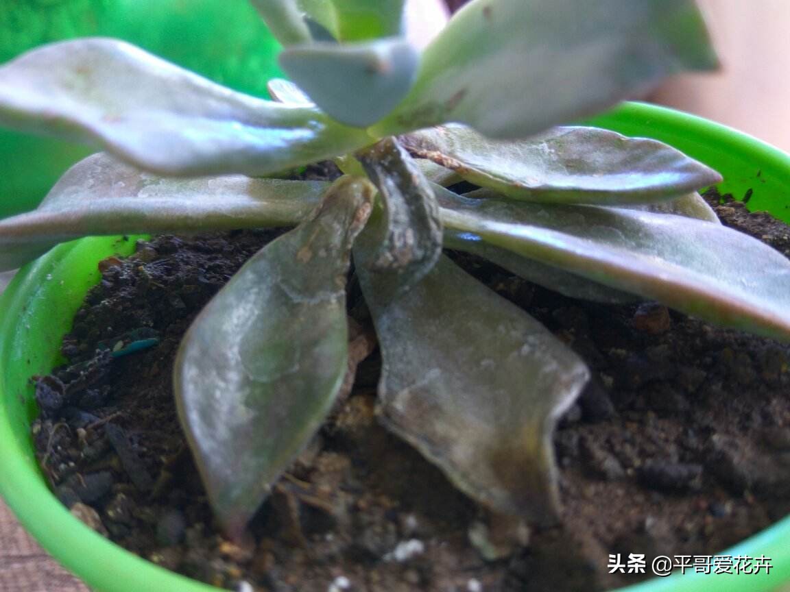 多肉经常掉叶怎么办,多肉老是掉叶子怎么办
