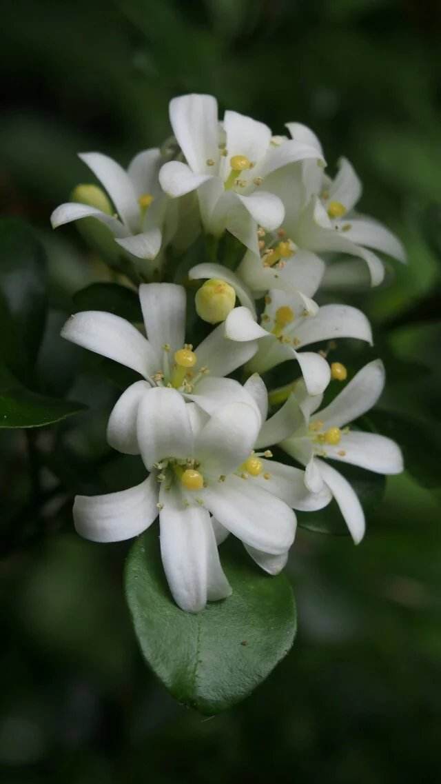 家中九里香树的养护方法,九里香树怎么养才能开花