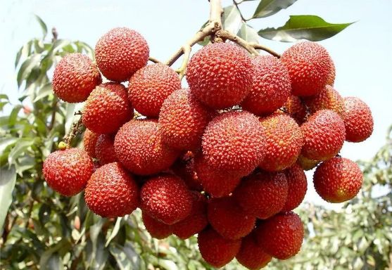 杨贵妃最爱吃的荔枝品种,当年的杨贵妃爱吃的荔枝