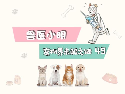 犬瘟后遗症辟谣,小狗查出犬瘟医生不给治了